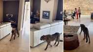 Cheetah walks into Mzansi resort with guests inside in viral clip: "Would have screamed out my lungs"
