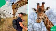 "Worth the risk": Internet surprised seeing cyclist's sweet giraffe encounter