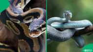 Why snakes were attracted to homes in South Africa and how families reduced the risk