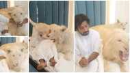 Video of brave man playing with 2 white lions on bed wows social media