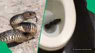 A chilling TikTok of a snake in the toilet left many South Africans too scared to sit down
