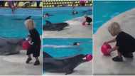 Heartwarming video shows dolphin playing ball with little boy