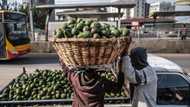 Kenya overtakes South Africa as the biggest avocado exporter in Africa, theft continues to be a problem