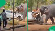 Elephant rampage at festival left one dead and sparked global concern over safety