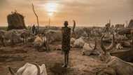 Heat stress could threaten health of one billion cows