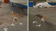 Playful pooch makes friends with a Google Maps Street View car