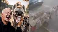 Clip of man hilariously plunging from donkey cart leaves many howling