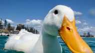 Duck 'invitation' turns into duck 'invasion' - town overrun by flock of 60 birds