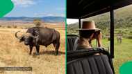 A viral video showed a buffalo attacking a safari car in the Masai Mara, stunning viewers with its intensity