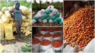 Graduate turns to farming, shows off bountiful harvests of vegetables
