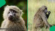 Baboons stole dessert straight from a home and left South Africans both laughing and shocked