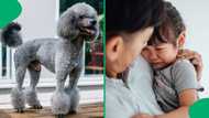 Touched Poodle comforts and cuddles crying child, fuzzy scenes ooze warmth