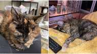 Guinness Book of Records confirms world’s oldest cat, Flossie, is almost 27 years old, owner details the cat's heartbreaking journey alive