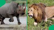 Powerful rhino defends territory from lion pride using horn, emerges victorious