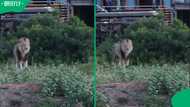 SA cheers as agitated lion charges at lodge guests at Limpopo game reserve