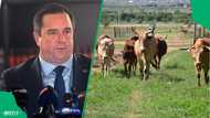 Agriculture Minister John Steenhuisen discusses Foot-and-Mouth Disease impact