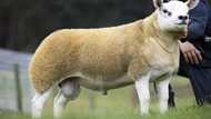 World's most expensive sheep sold at R7.9 million in auction