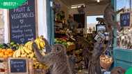 "It's their territory”: Baboon warning issued to Pringle Bay businesses over easy access to food