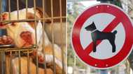 Pit Bull Federation SA calls for by-laws to regulate ownership of controversial animals following another attack