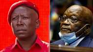 EFF leader Julius Malema says seeing Zuma going to jail was painful