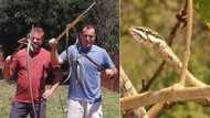 Snake rescuer Nick Evans catches 4 beautiful but lethal vine snakes, details the intriguing experience