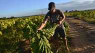 White Zimbabwean farmers reject Z$3.5 billion deal for land, social media users divided over move