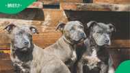 3 Pit Bulls kills 28 year old in Durban, SPCA and official step in after tragedy