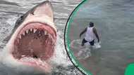 "Witnessed a shark attack live": SA concerned after Durban man swims with sharks at Umhlanga Rocks beach