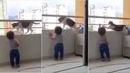 "They're so smart": Video shows cat protecting baby from a dangerous ledge