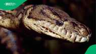 Massive 6-metre python spotted slithering through Matopos farm leaves SA stunned