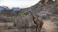 Kenya drought kills more than 200 elephants