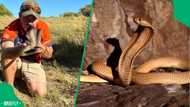 “Why Cape cobra so famous?”: Man nabs massive Cape cobra while wearing plakkies