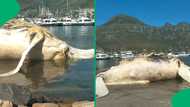 “Jonah is that you”: Whale washes up at Hout Bay beach, SA reacts to viral video