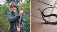 Snake catcher Nick Evans shares video of feisty baby black mamba, calls it “cute”: It’s a no from the people of Mzansi