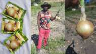 Man shares details of starting farm with 300 grams of onion seeds