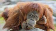 Karen: Popular ape receives coronavirus vaccine in US zoo