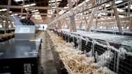 After Covid cull, Danish mink farmers find new careers