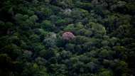 Last member of Brazilian indigenous community found dead