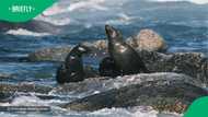 Cape Fur Seal pup getting comfortable at KZN beach in video moves South Africa