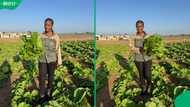 “Hard work pays”: SA impressed as self-taught Limpopo farmer lands deals with major retailers