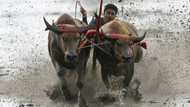 Mud, sweat and cheers: Traditional Thai water buffalo race enthralls crowds