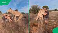 "She definitely had a story": Man gets tackled by his giant lioness in video