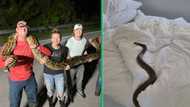 Couple sleeps with massive python and 5 other snake encounters that sent shivers down spines