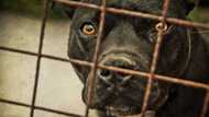 Woman who said black men should be banned, not pit bulls lands in trouble with SA Human Rights Commission