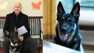 Joe Biden's dog to get extra training after 2 biting incidents