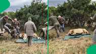 "I would be the fastest": Rangers flee as lion wakes up from sedation, SA astonished