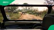 Elephant attacks vehicle full of people at South Post at Kruger in video