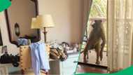 "We got mugged": Baboon storms into elderly couple's hotel room in TikTok video