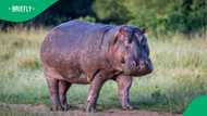 “Must be banned”: Terrifying hippo attack on suburban family in St Lucia leaves Mzansi outraged
