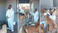 Mzansi man gathers his 6 dogs to say prayer for family of 8-year-old boy killed by pit bull in Bloemfontein